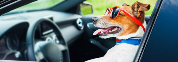 Dog-proofing your car